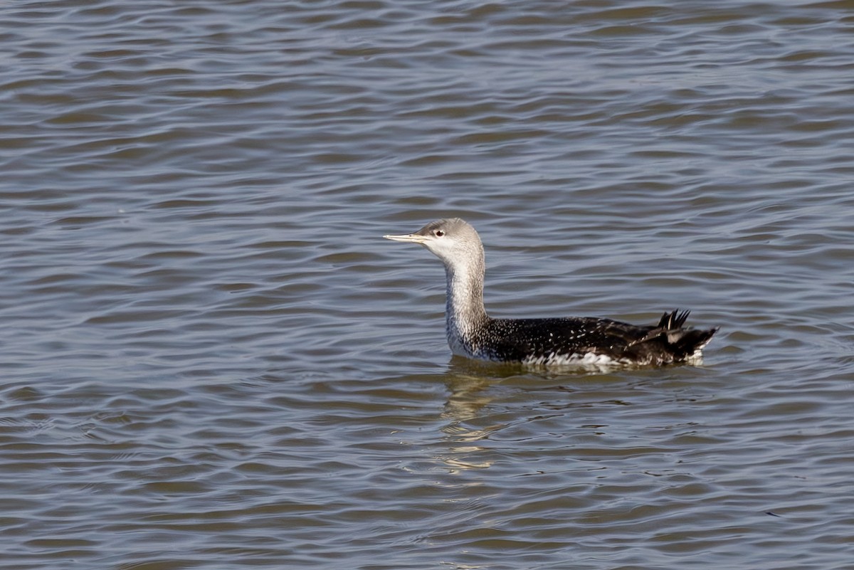 Red-throated Loon - ML613995432