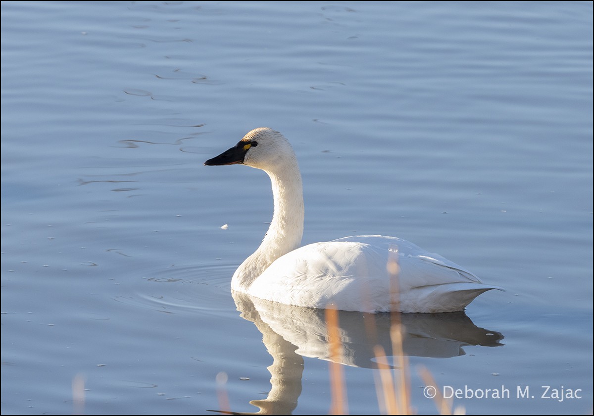 Tundra Swan - ML613995470