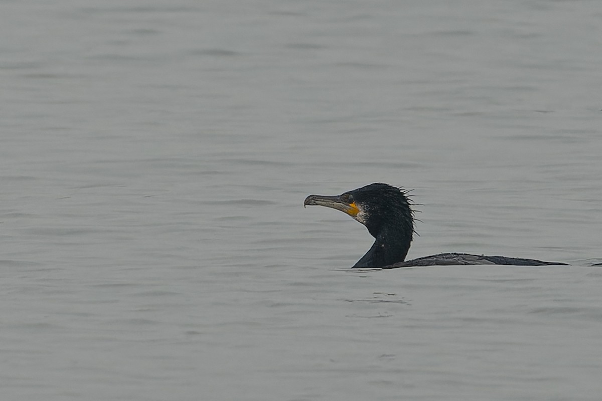 Kormoran - ML613995479