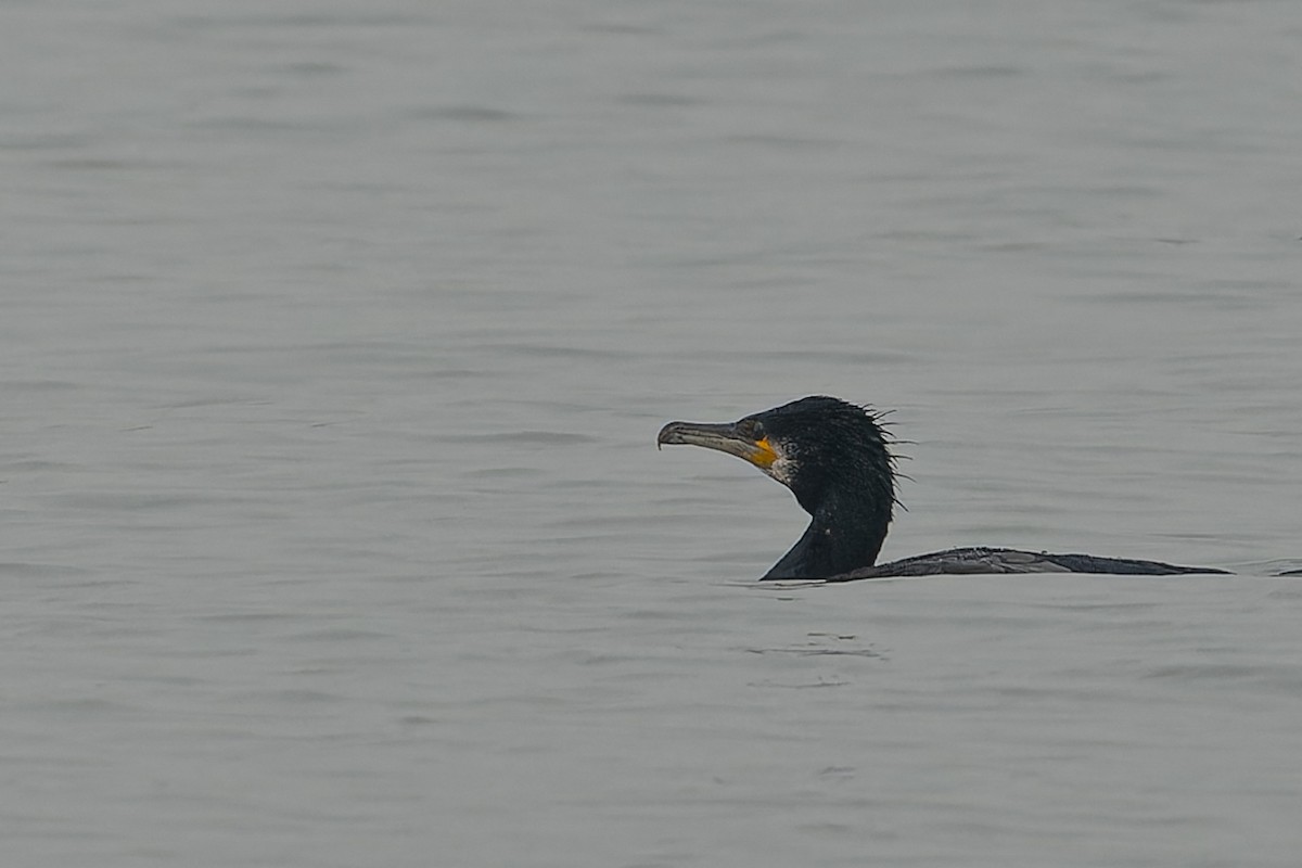 Great Cormorant - ML613995479