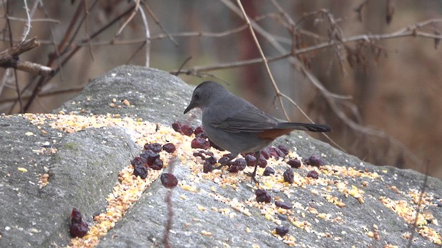 Gray Catbird - ML613995480