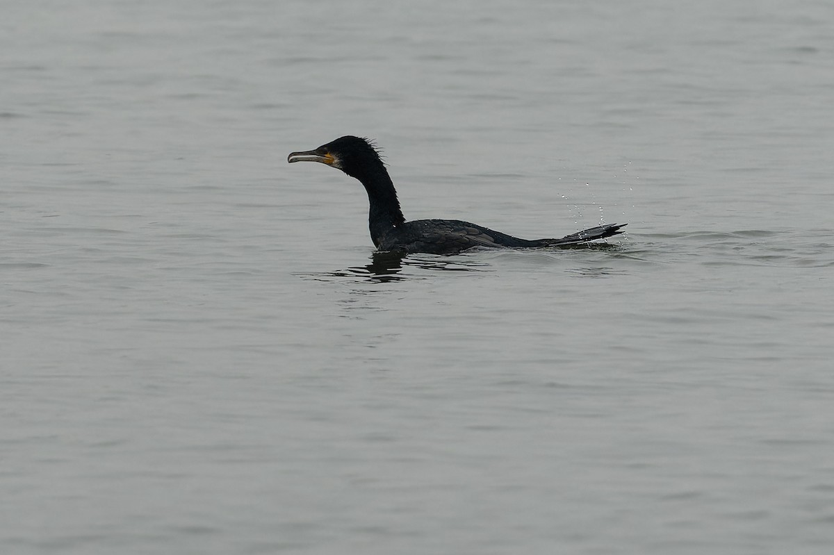 Kormoran - ML613995490
