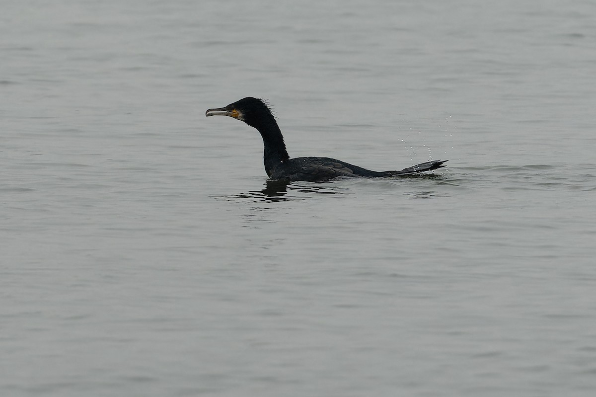 Great Cormorant - ML613995490