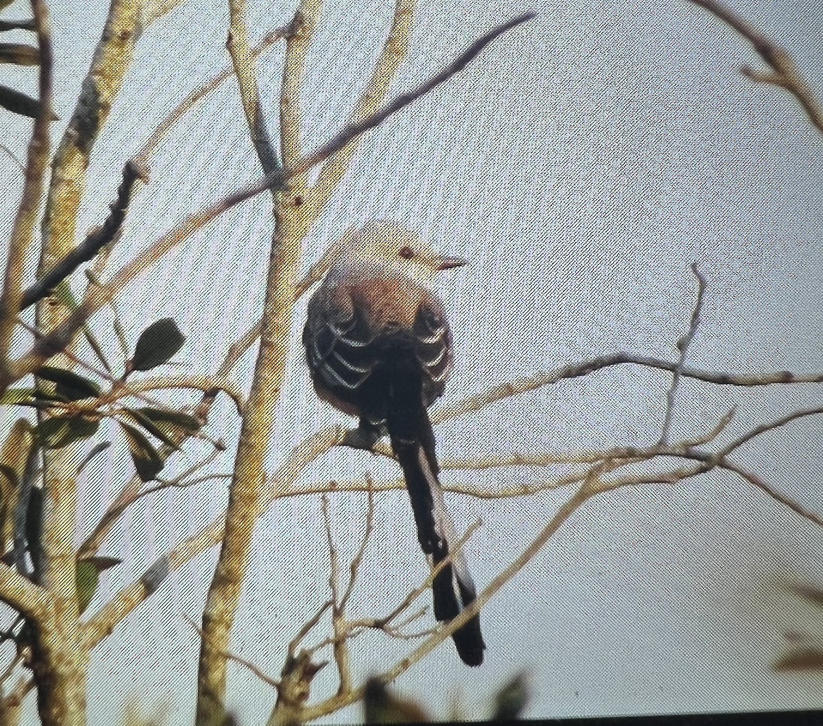 Scissor-tailed Flycatcher - Trey McCuen