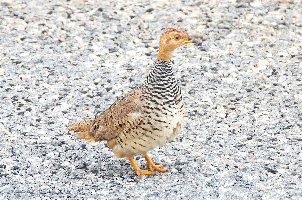 Francolin coqui - ML613995506