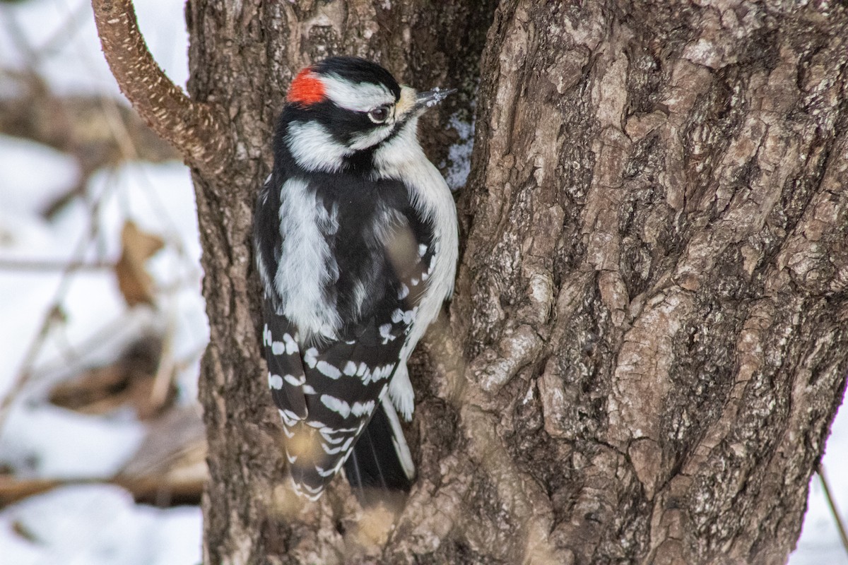 Downy Woodpecker - ML613995635