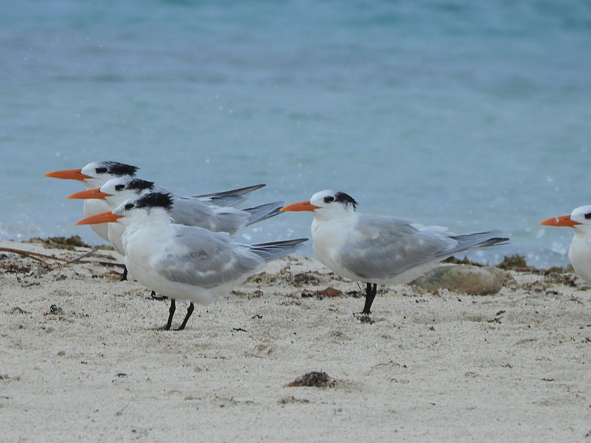 Royal Tern - ML613995637