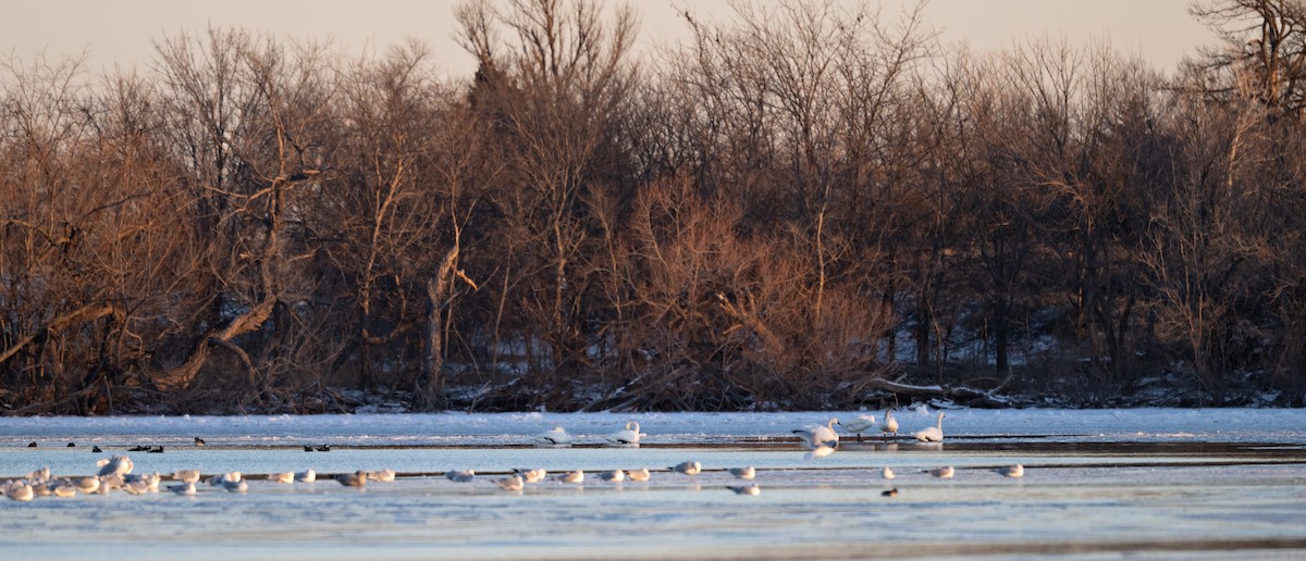 Tundra Swan - Chase Moxley
