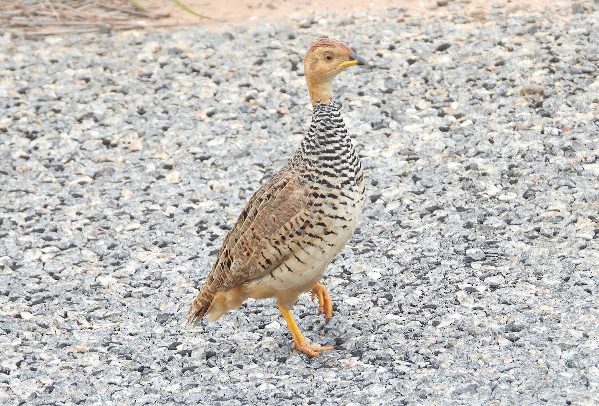 Coqui Francolin - ML613995685