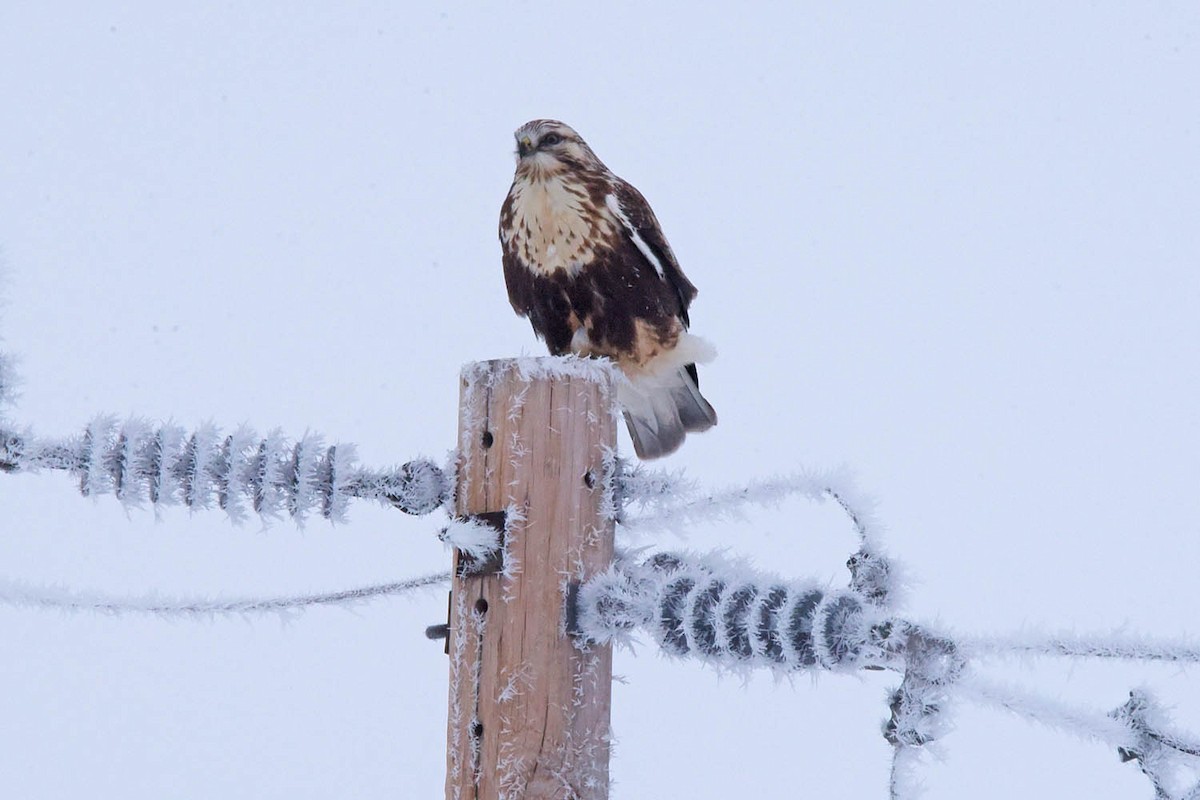 Rough-legged Hawk - ML613995765