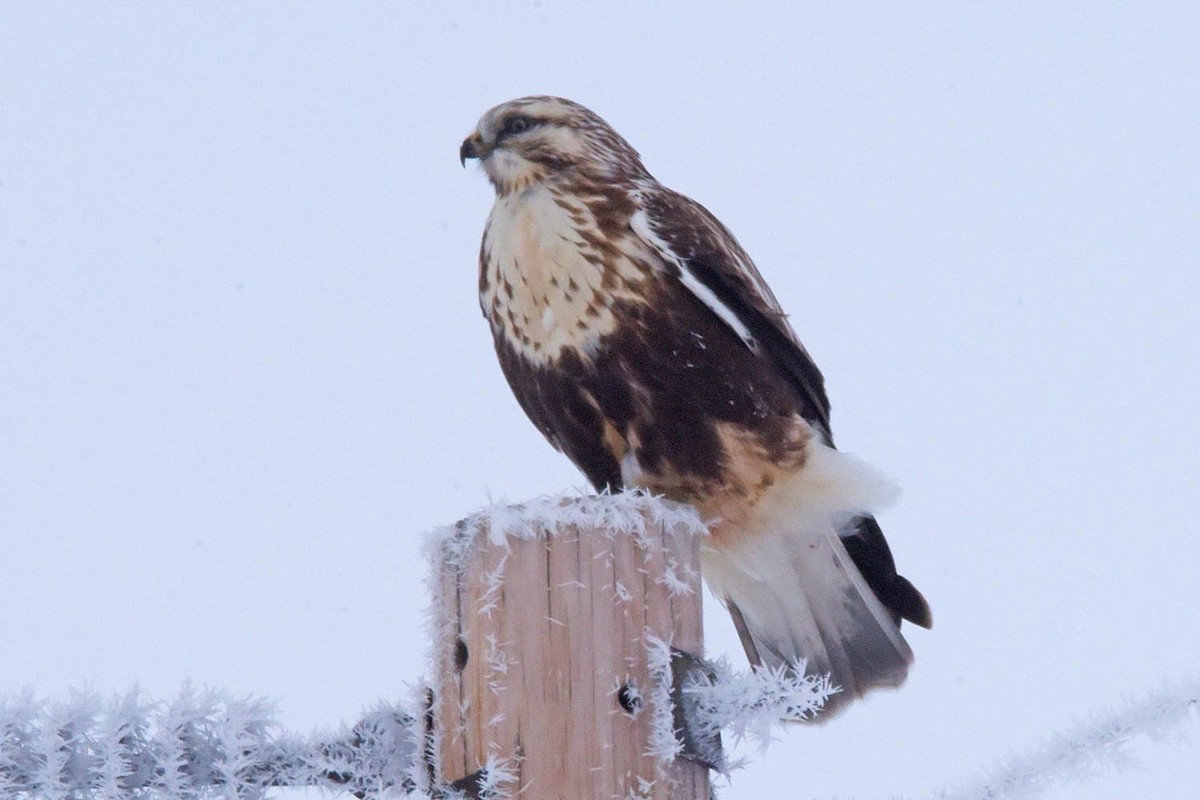 Rough-legged Hawk - ML613995766