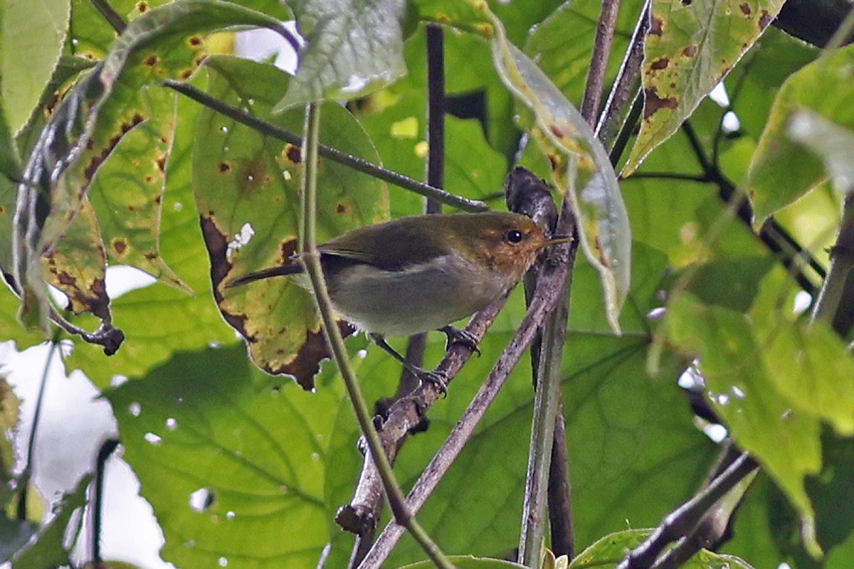 Red-faced Woodland-Warbler - ML613995771