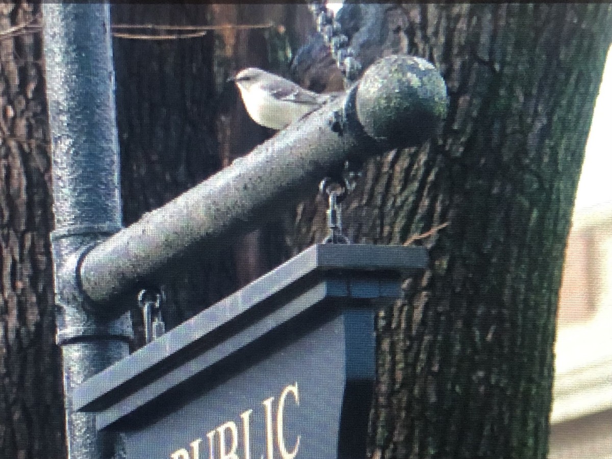 Northern Mockingbird - Jules S