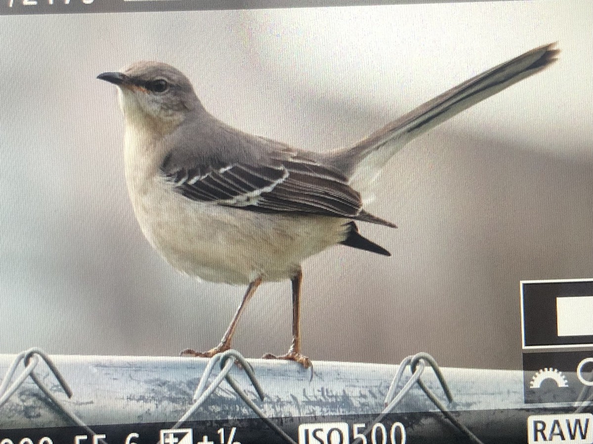 Northern Mockingbird - ML613995803