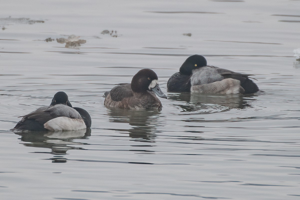 Greater Scaup - Christy Hibsch