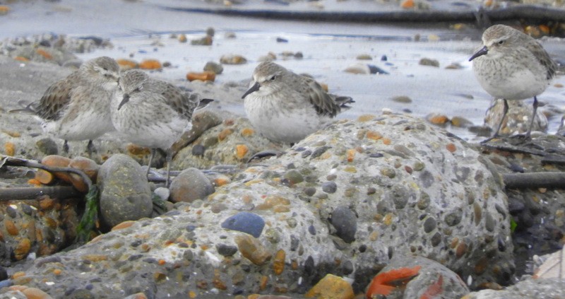 Weißbürzel-Strandläufer - ML613995906