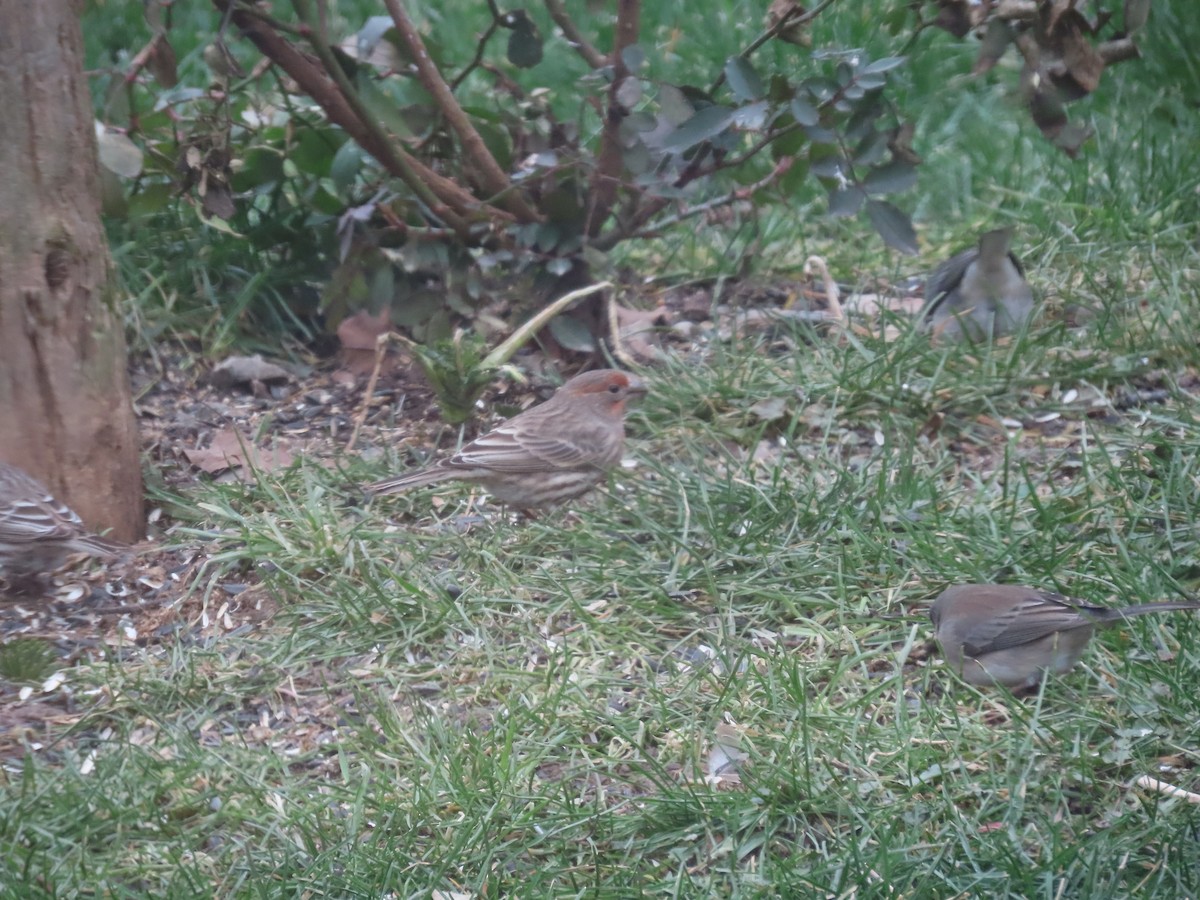 House Finch (Common) - ML613995949