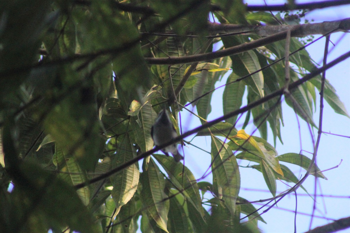 Golden-winged Warbler - ML613995995