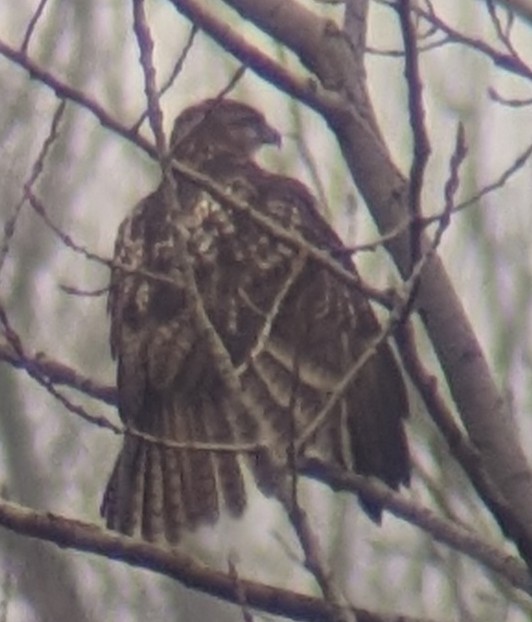 Red-tailed Hawk - ML613996026