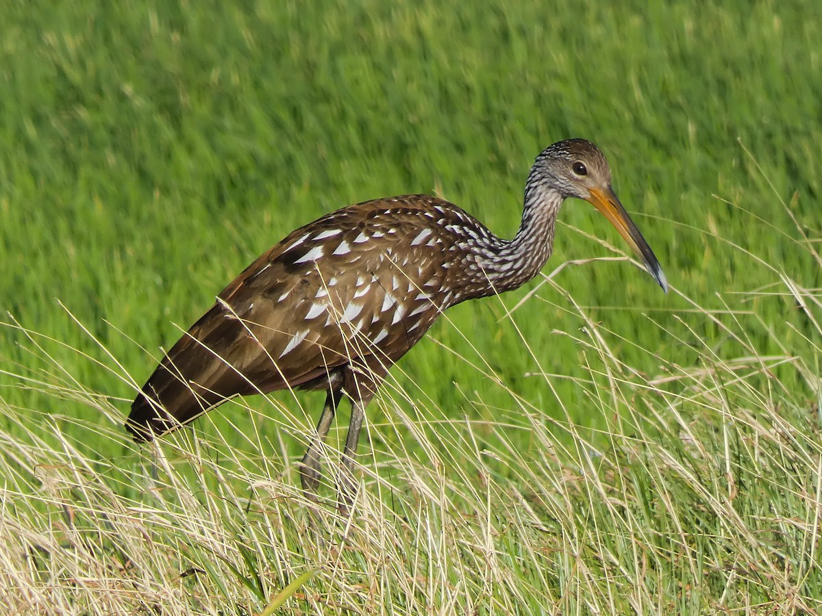 Limpkin - ML613996080