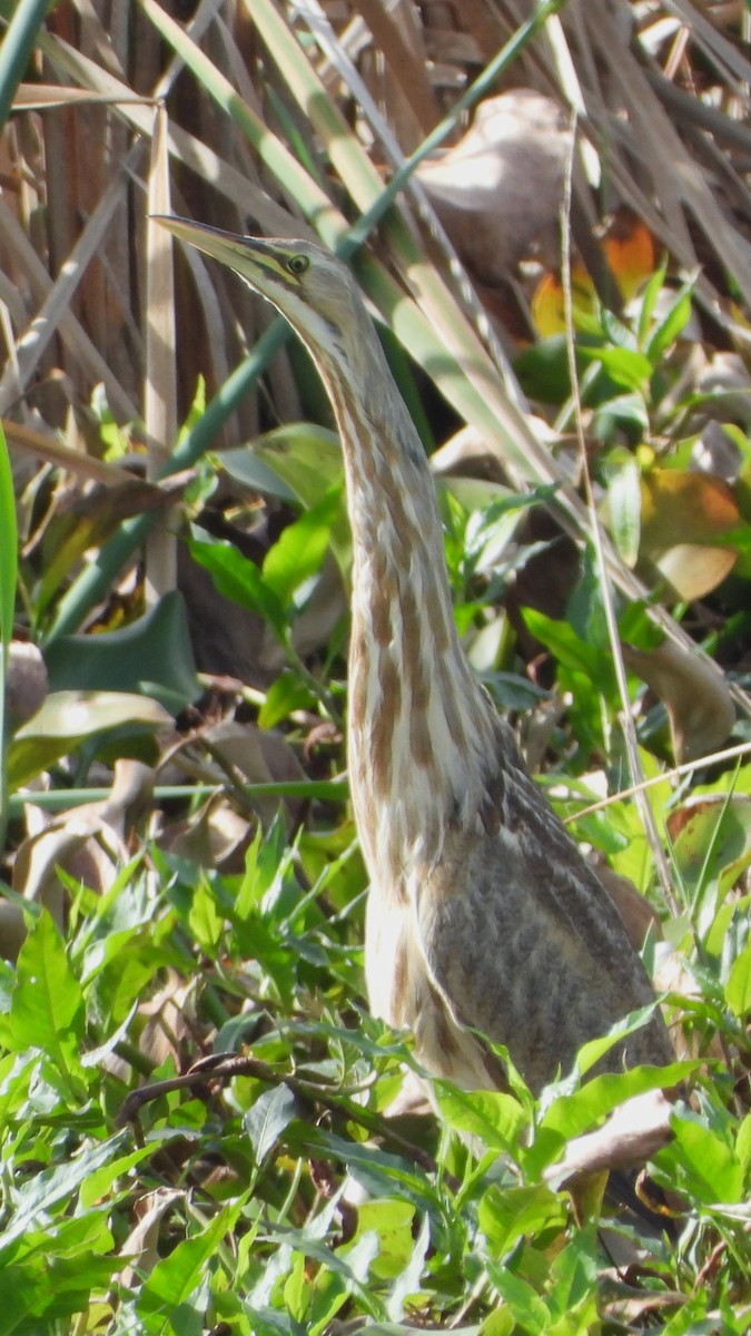 American Bittern - ML613996089