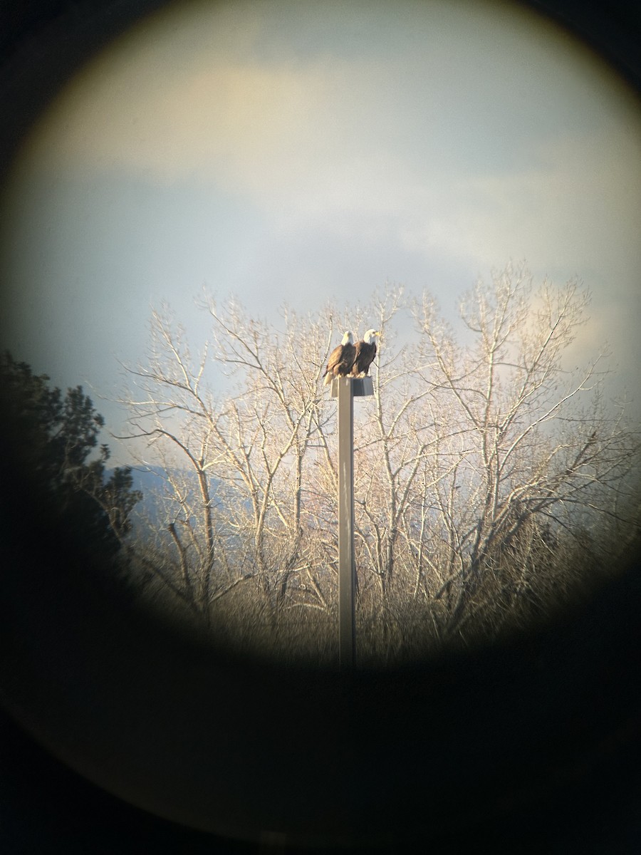 Bald Eagle - ML613996153