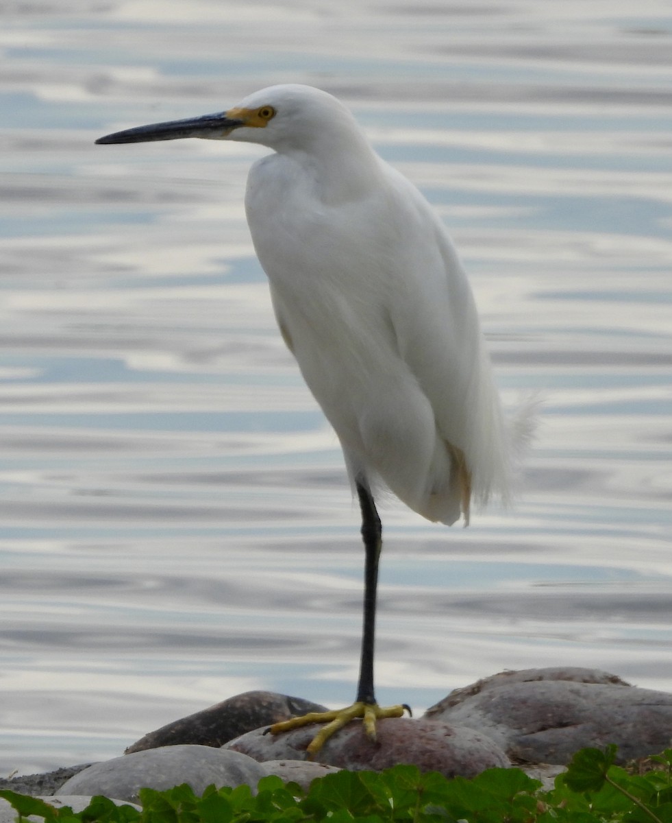 Snowy Egret - ML613996191