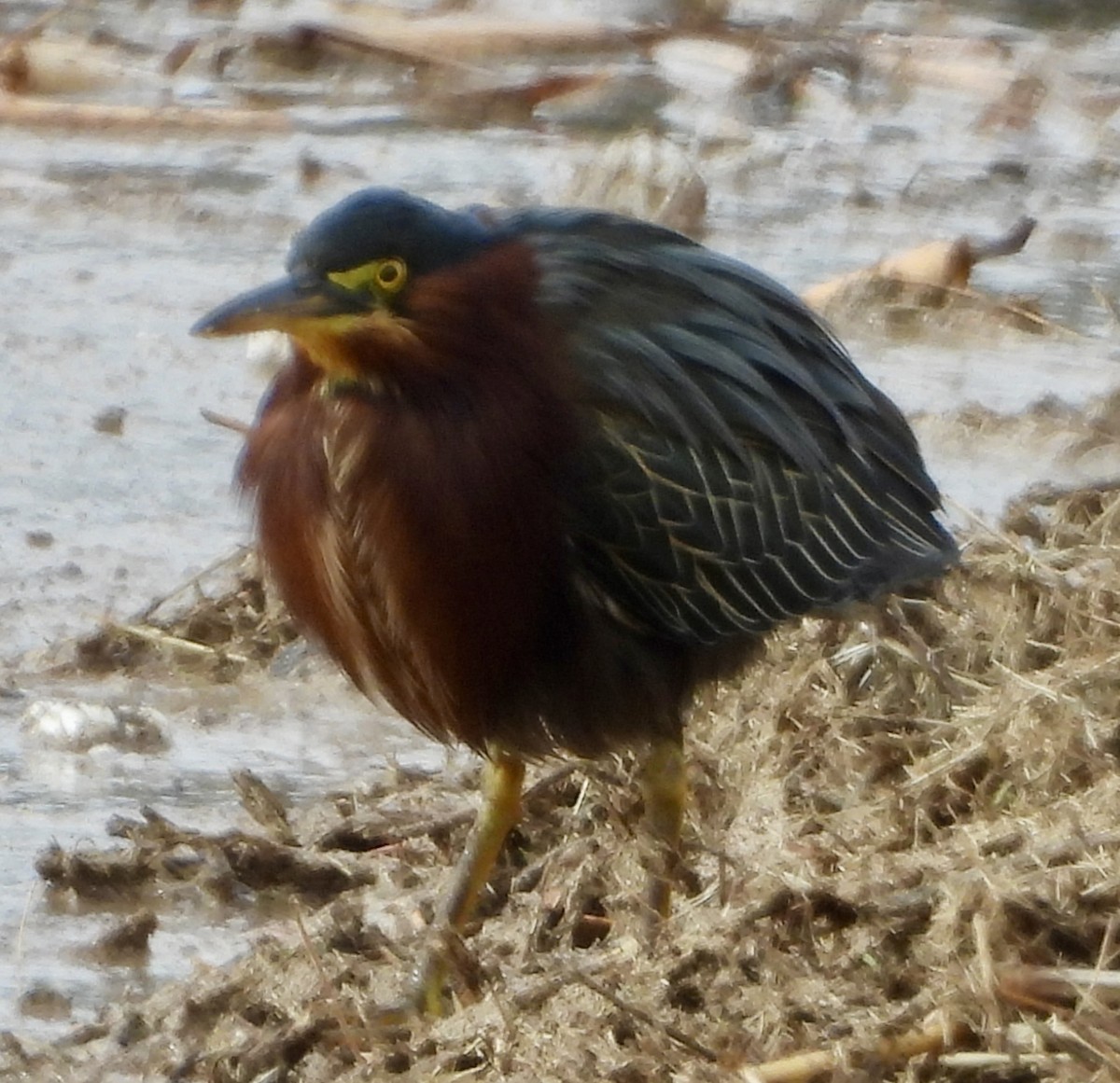 Green Heron - ML613996193