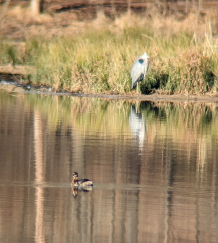 Pied-billed Grebe - ML613996206