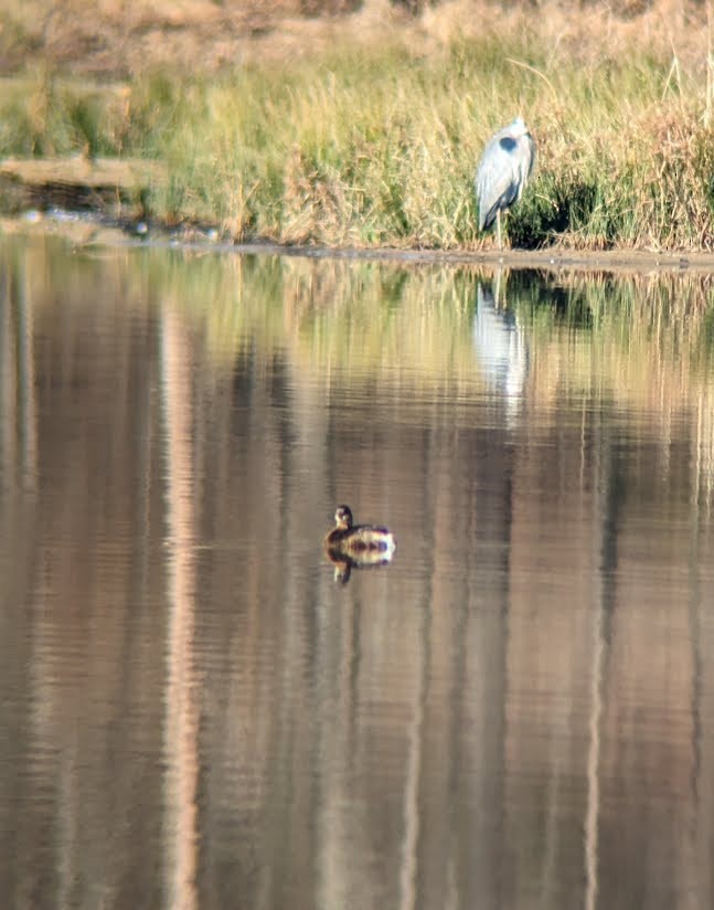 Great Blue Heron - ML613996216