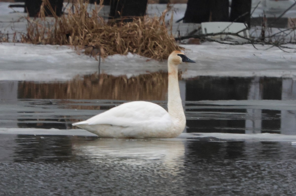 Trumpeter Swan - J.A. Smith