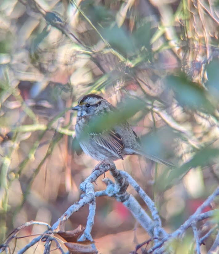 White-throated Sparrow - ML613996246