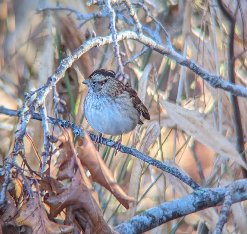 White-throated Sparrow - ML613996248