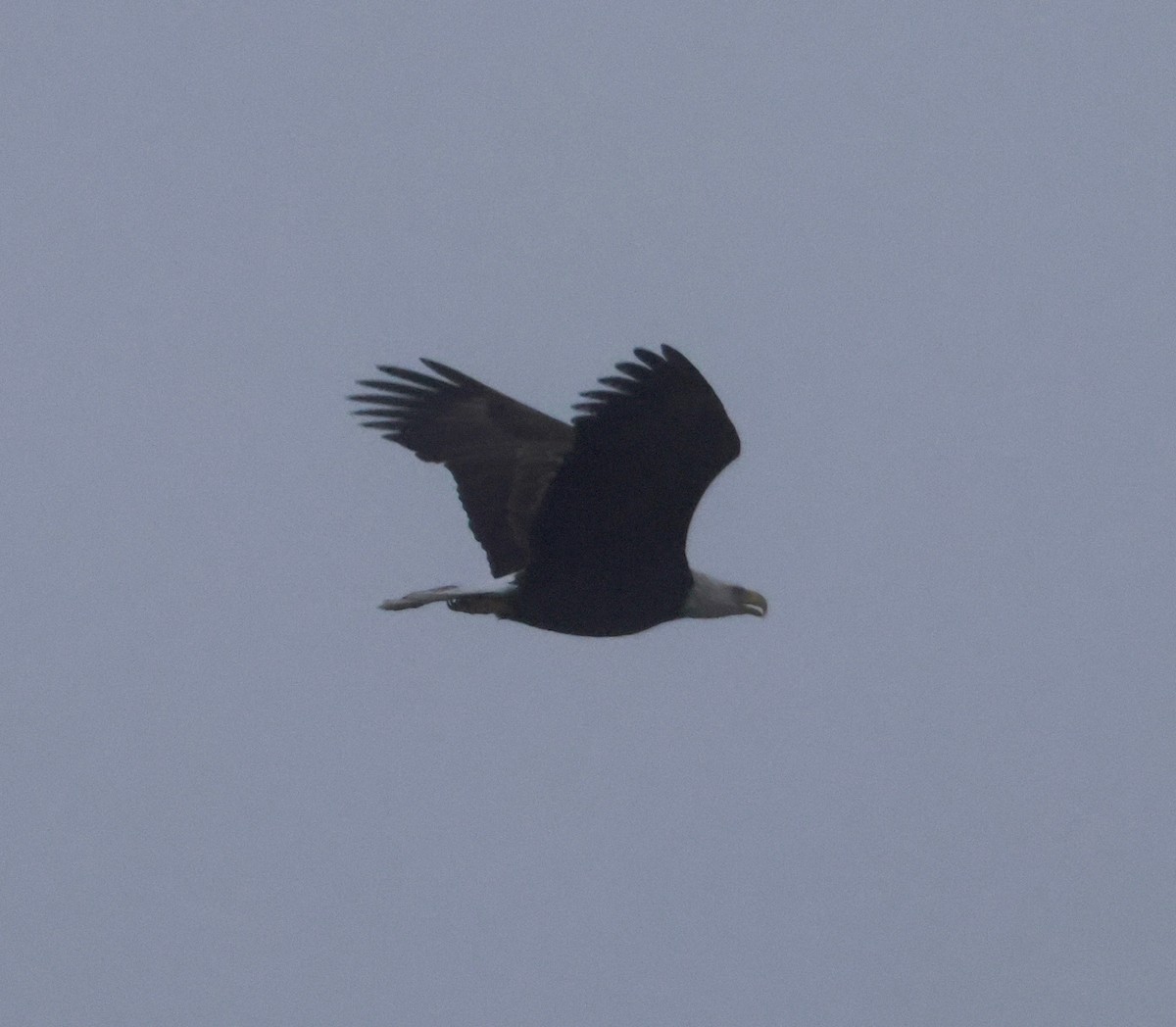 Bald Eagle - ML613996266