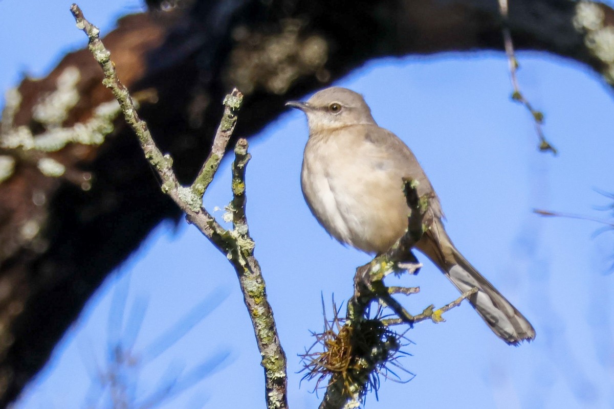 Northern Mockingbird - ML613996284