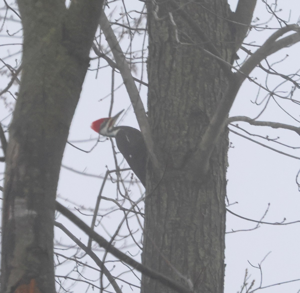 Pileated Woodpecker - J.A. Smith