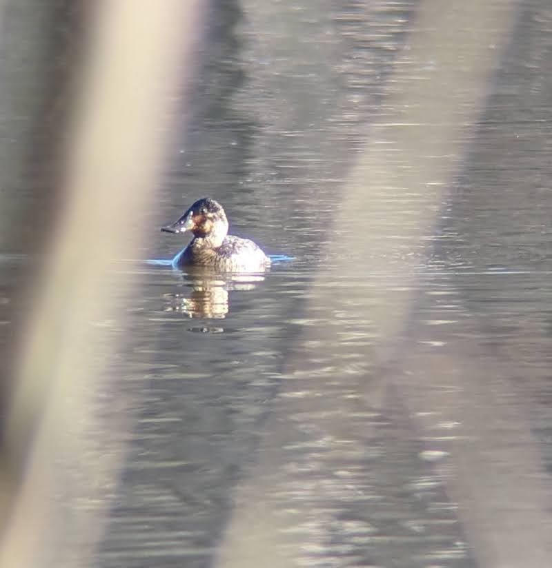 Ruddy Duck - ML613996303