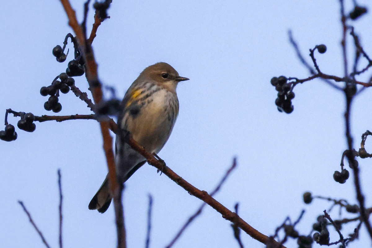 Yellow-rumped Warbler - ML613996311