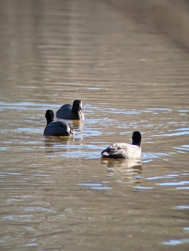 American Coot - ML613996317