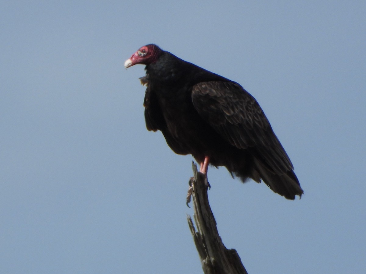 Turkey Vulture - ML613996318