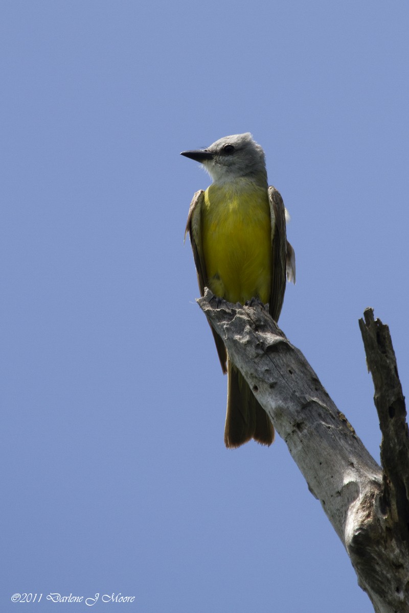 Couch's Kingbird - Darlene J McNeil