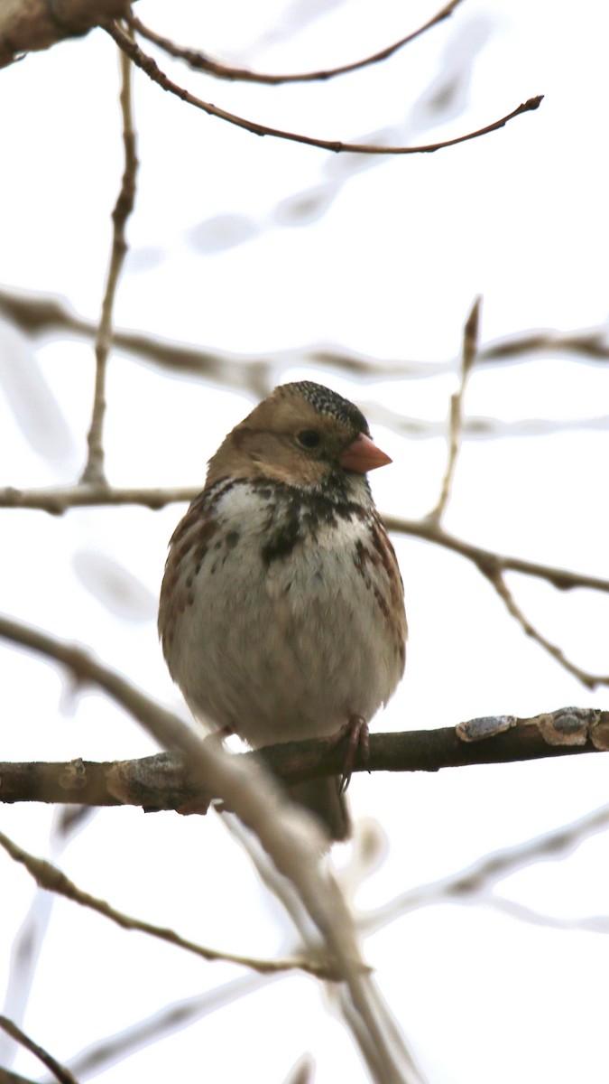 Harris's Sparrow - ML613996343