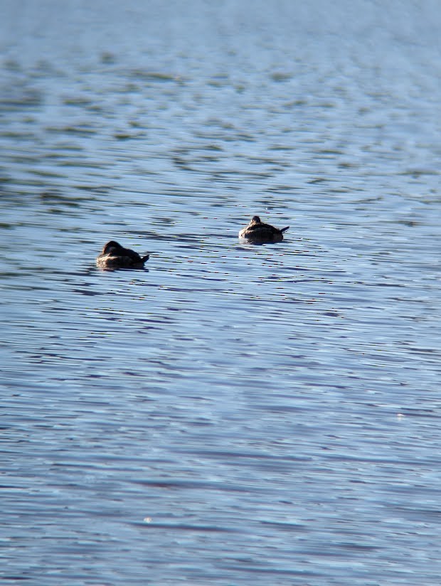Ruddy Duck - ML613996371
