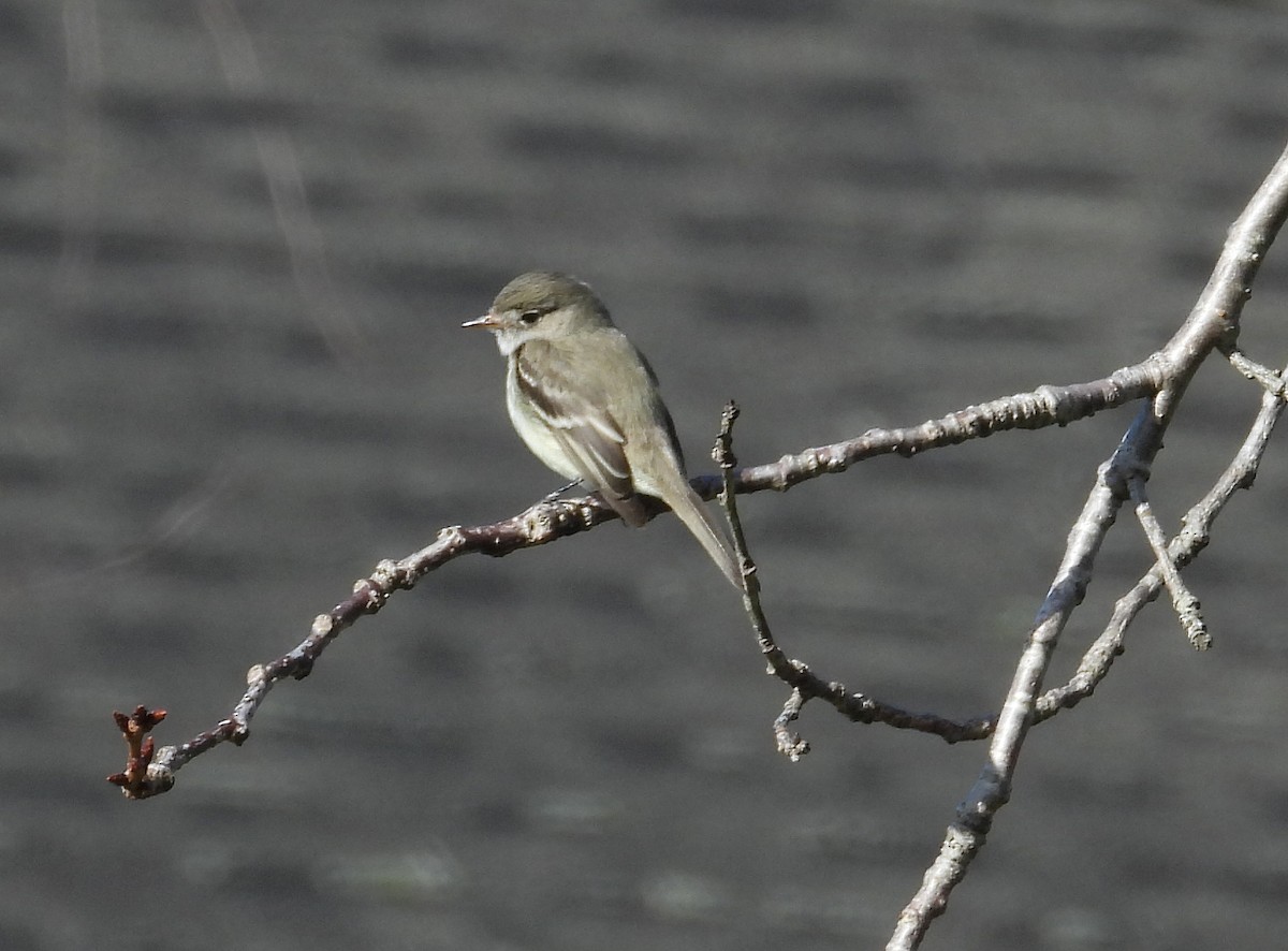 Least Flycatcher - ML613996432