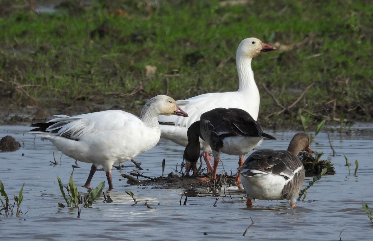 Snow Goose - ML613996496