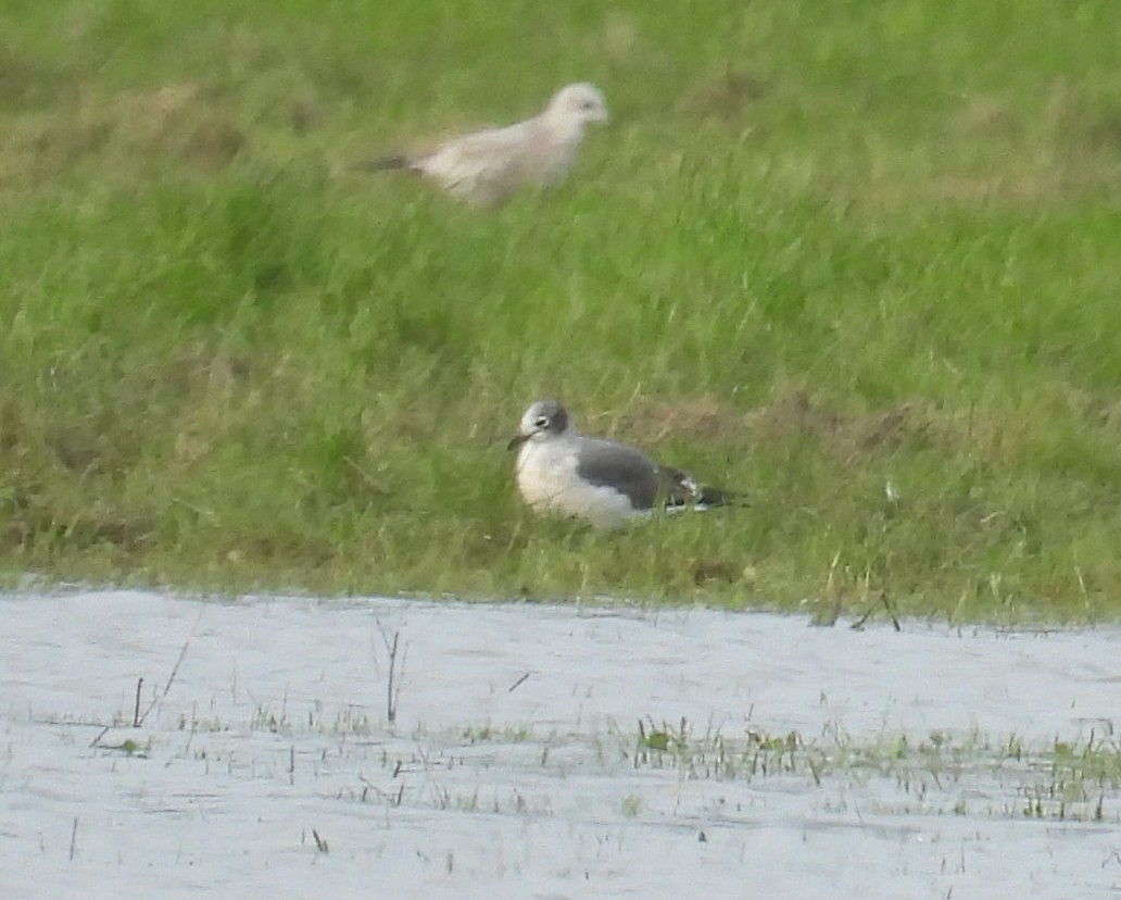 Franklin's Gull - Jesse Conklin