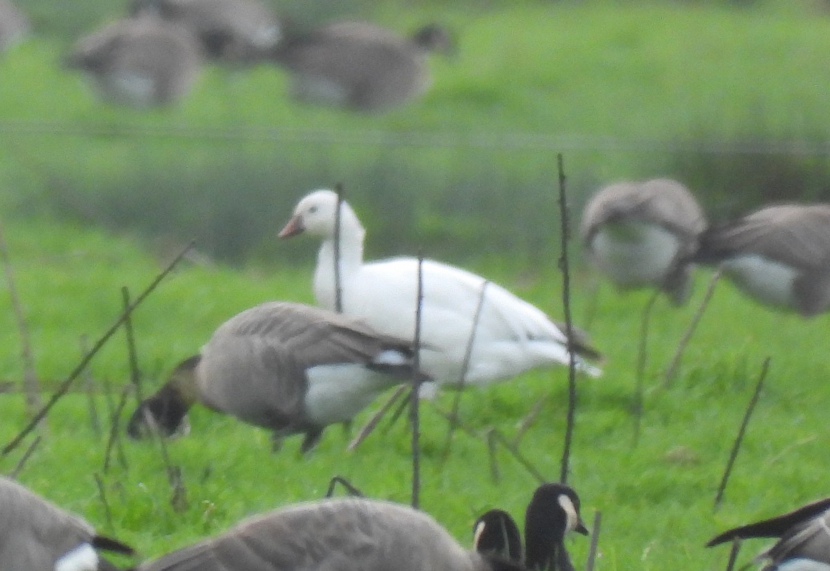 Ross's Goose - Jesse Conklin