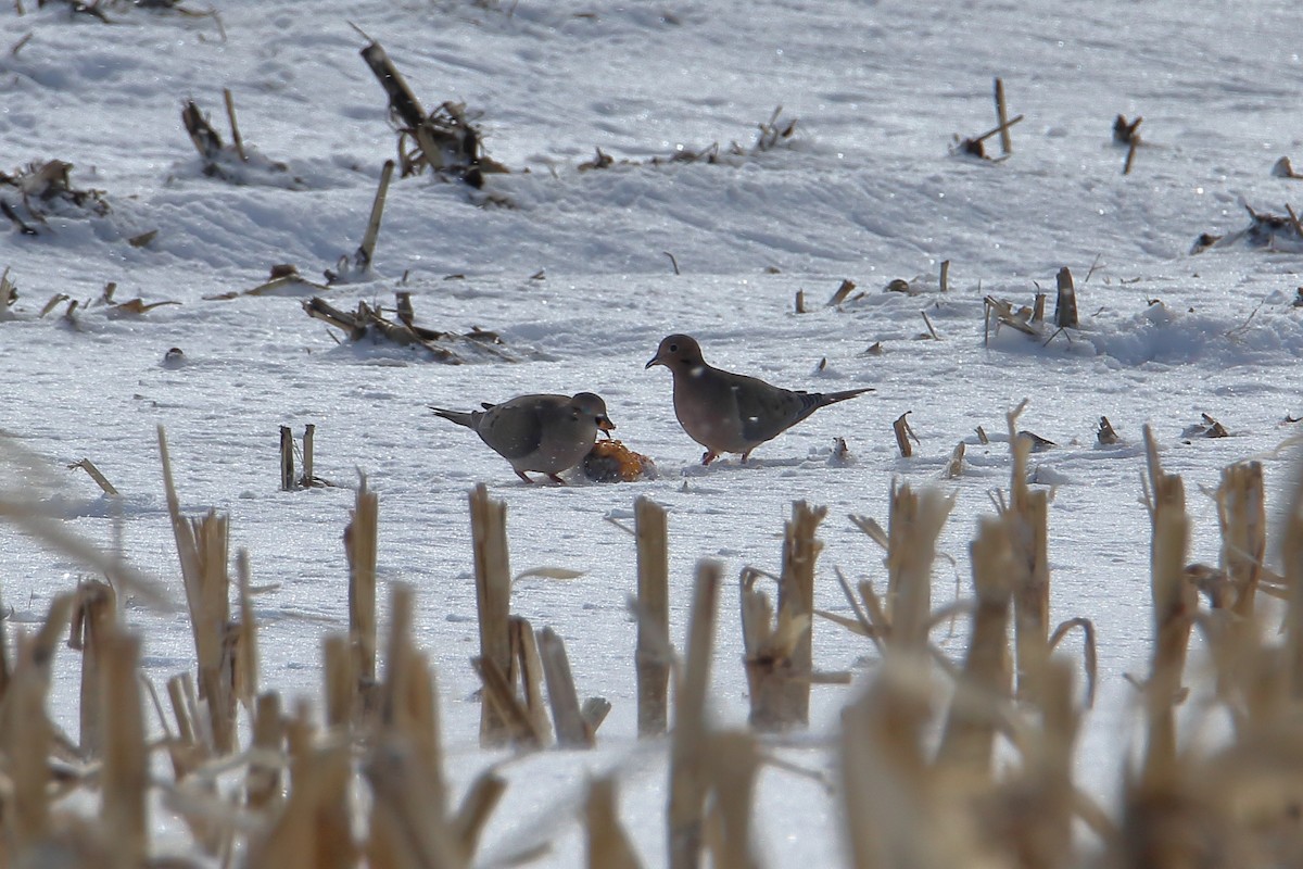 Mourning Dove - ML613996609