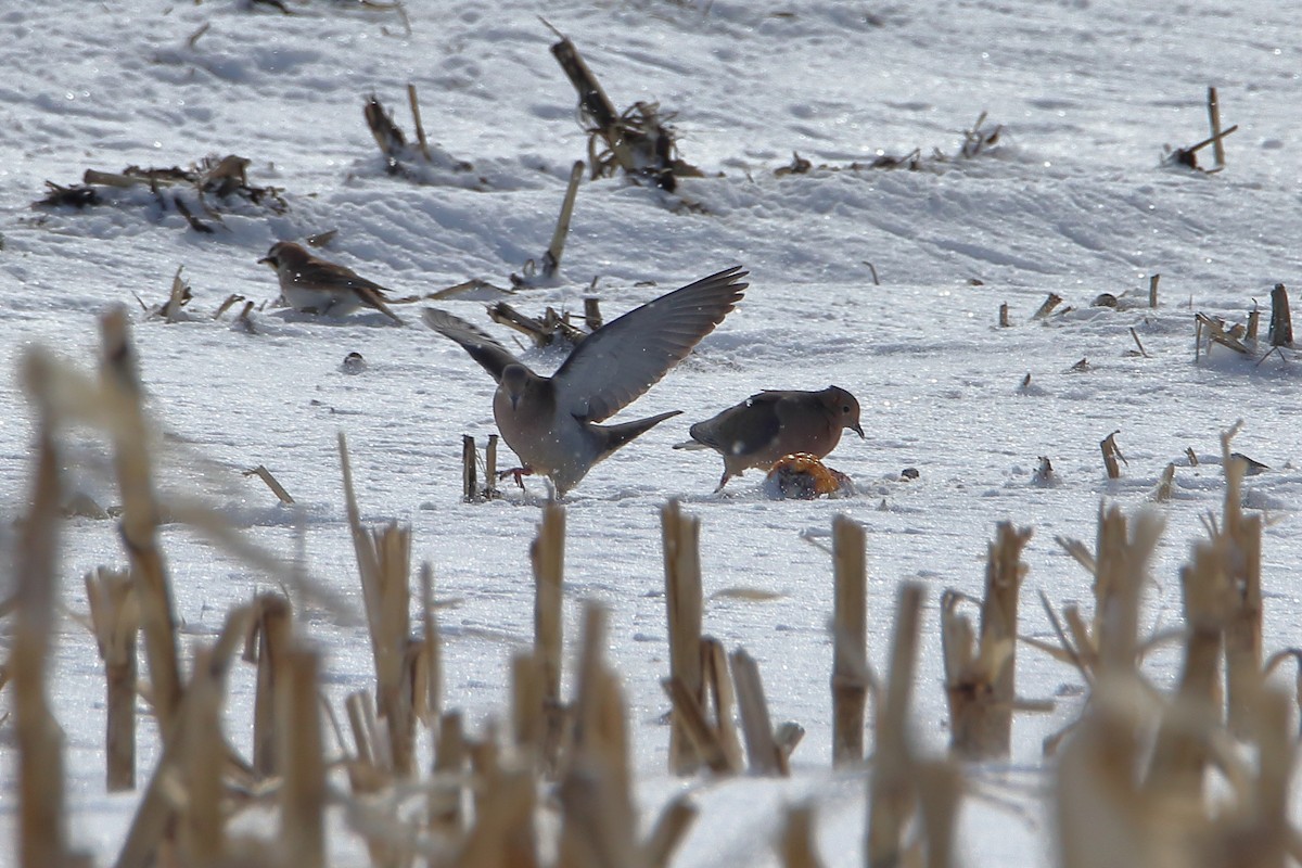 Mourning Dove - ML613996611