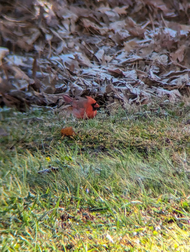 Northern Cardinal - ML613996650